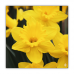 Postcard | Daffodil